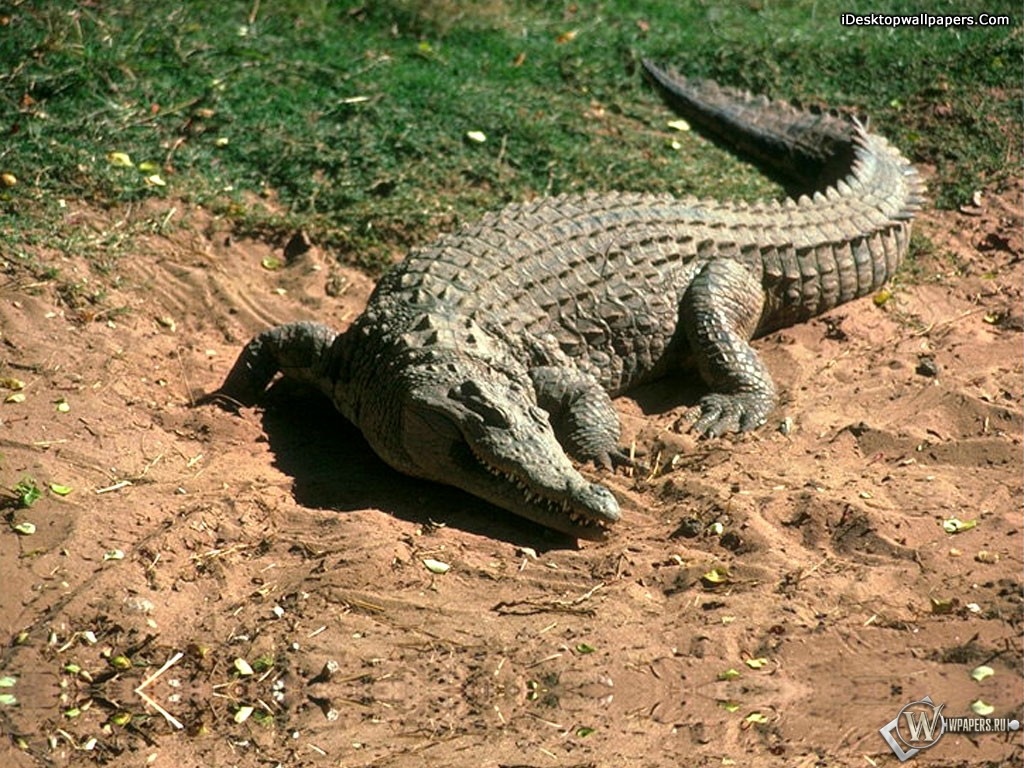 Крокодил на песке 1024x768