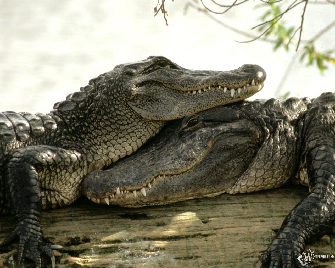 Два крокодила 1280x1024