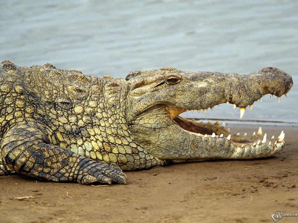 Большой крокодил 1024x768