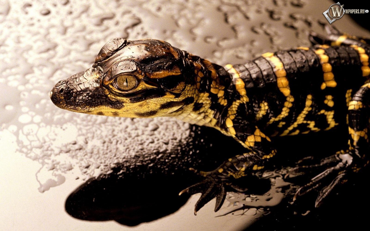 Маленький крокодил 1440x900