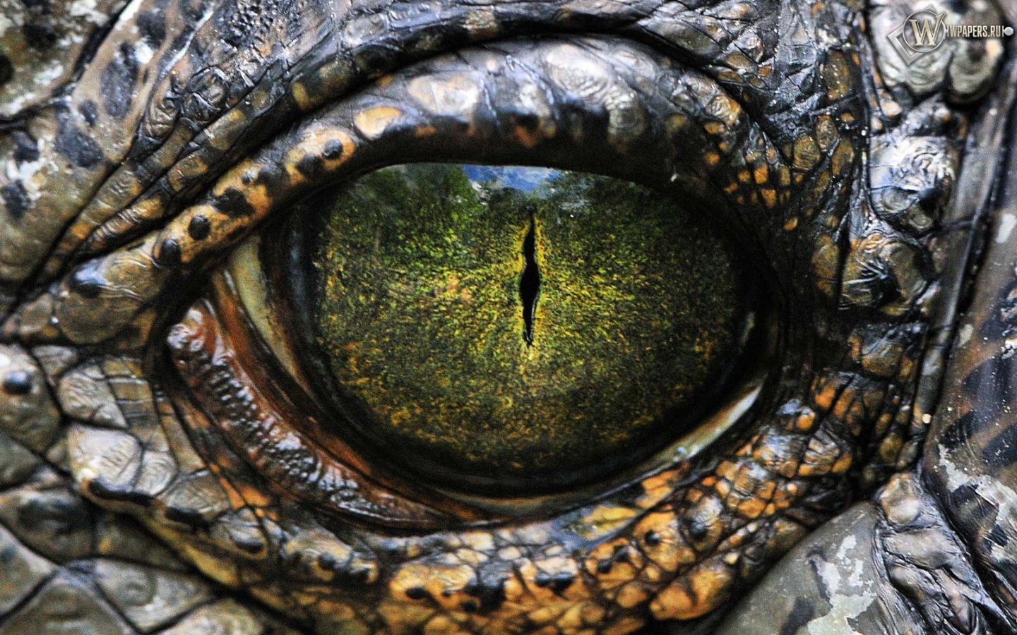 Глаз рептилии 1440x900