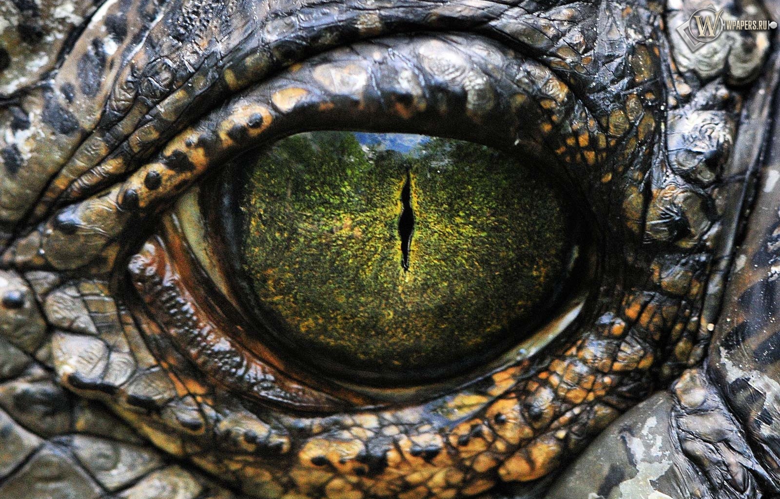 Глаз рептилии 1600x1024