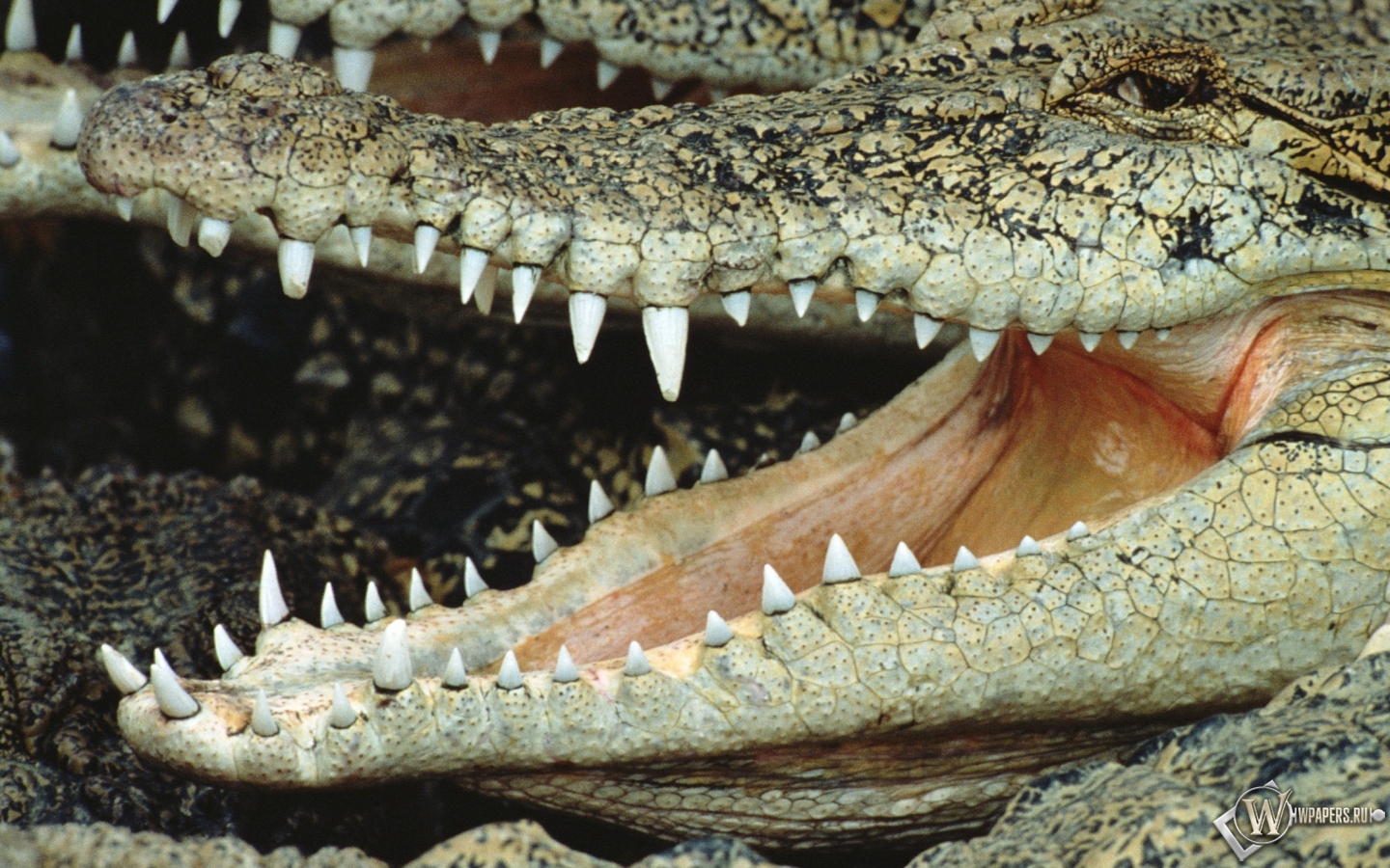 Пасть крокодила 1440x900