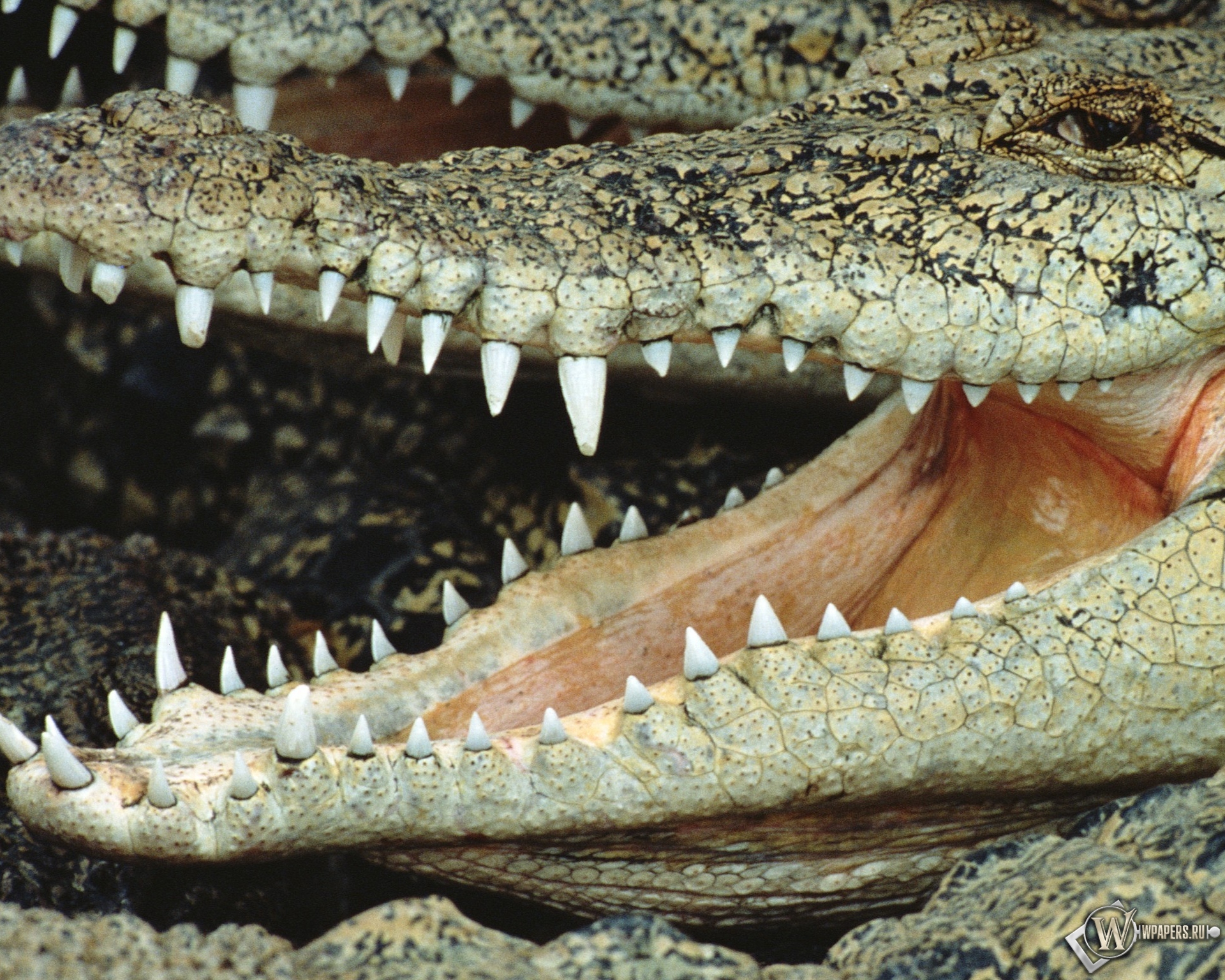 Пасть крокодила 1920x1536