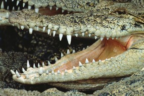 Обои Пасть крокодила: Пасть, Зубы, Крокодил, Крокодилы