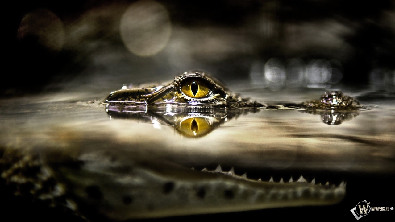 Глаз крокодила 1280x720