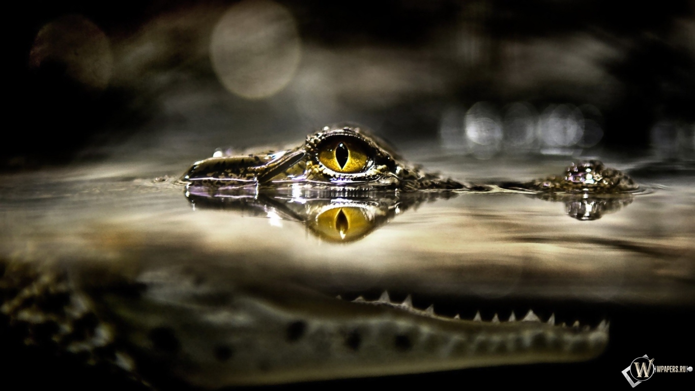 Глаз крокодила 1366x768