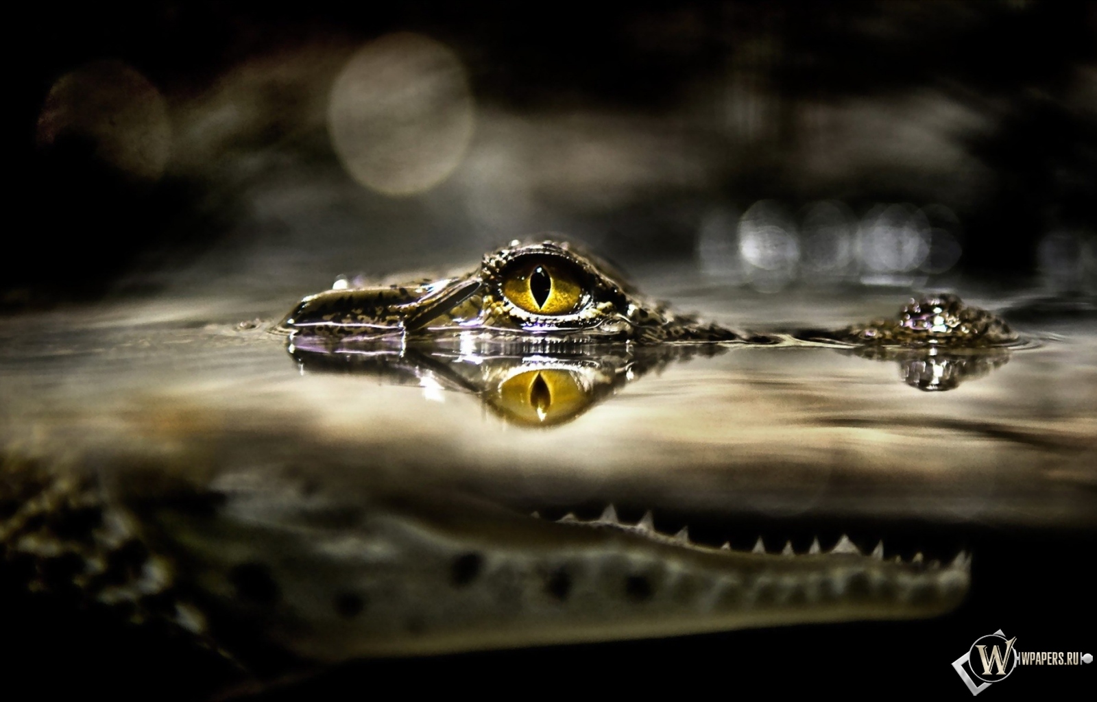 Глаз крокодила 1600x1024