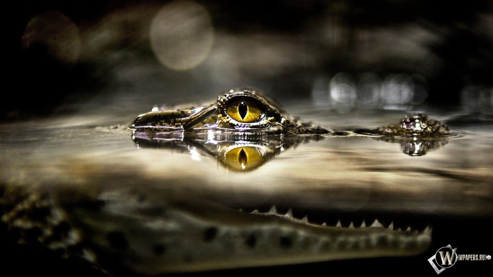 Глаз крокодила 1600x900