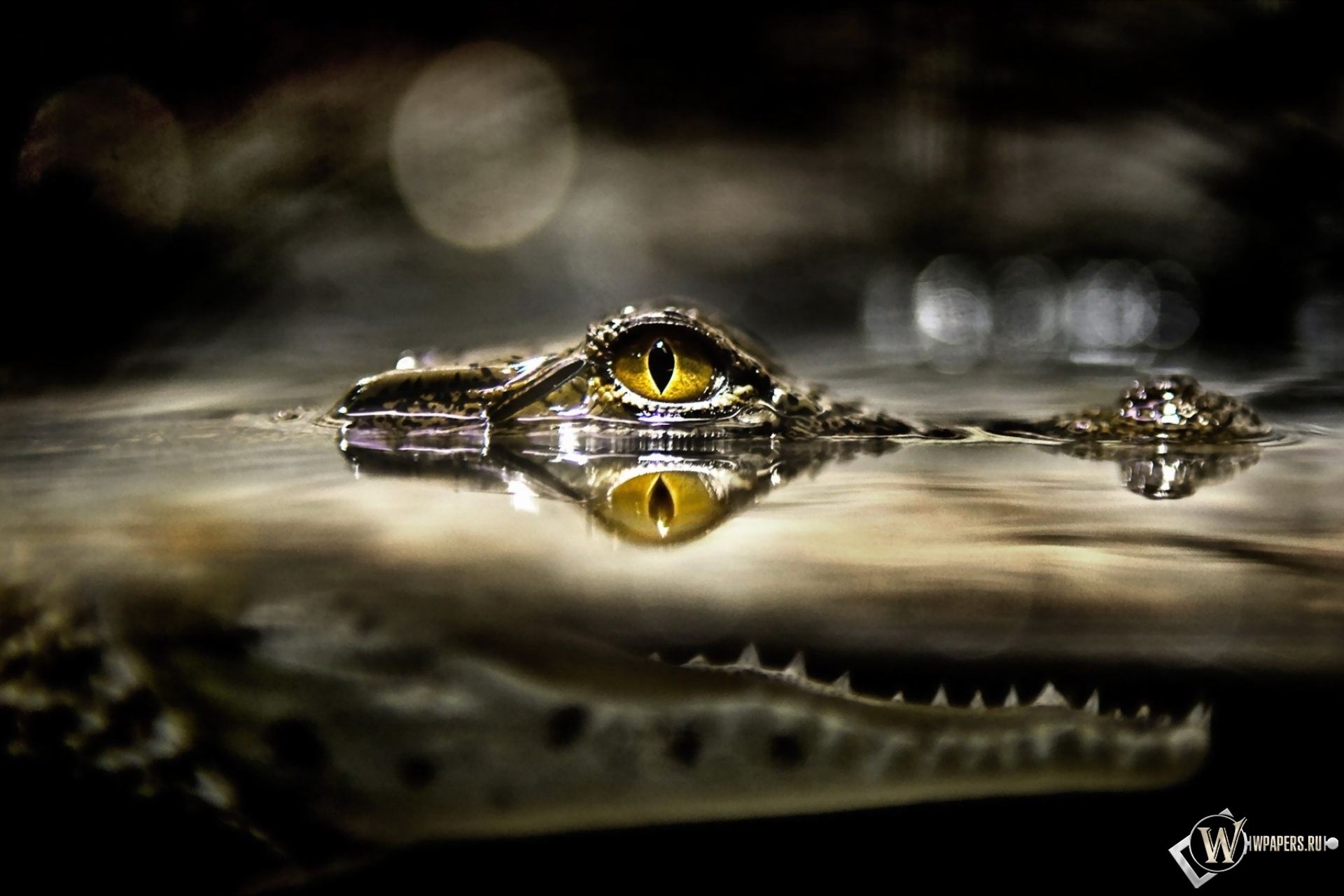 Глаз крокодила 1920x1280