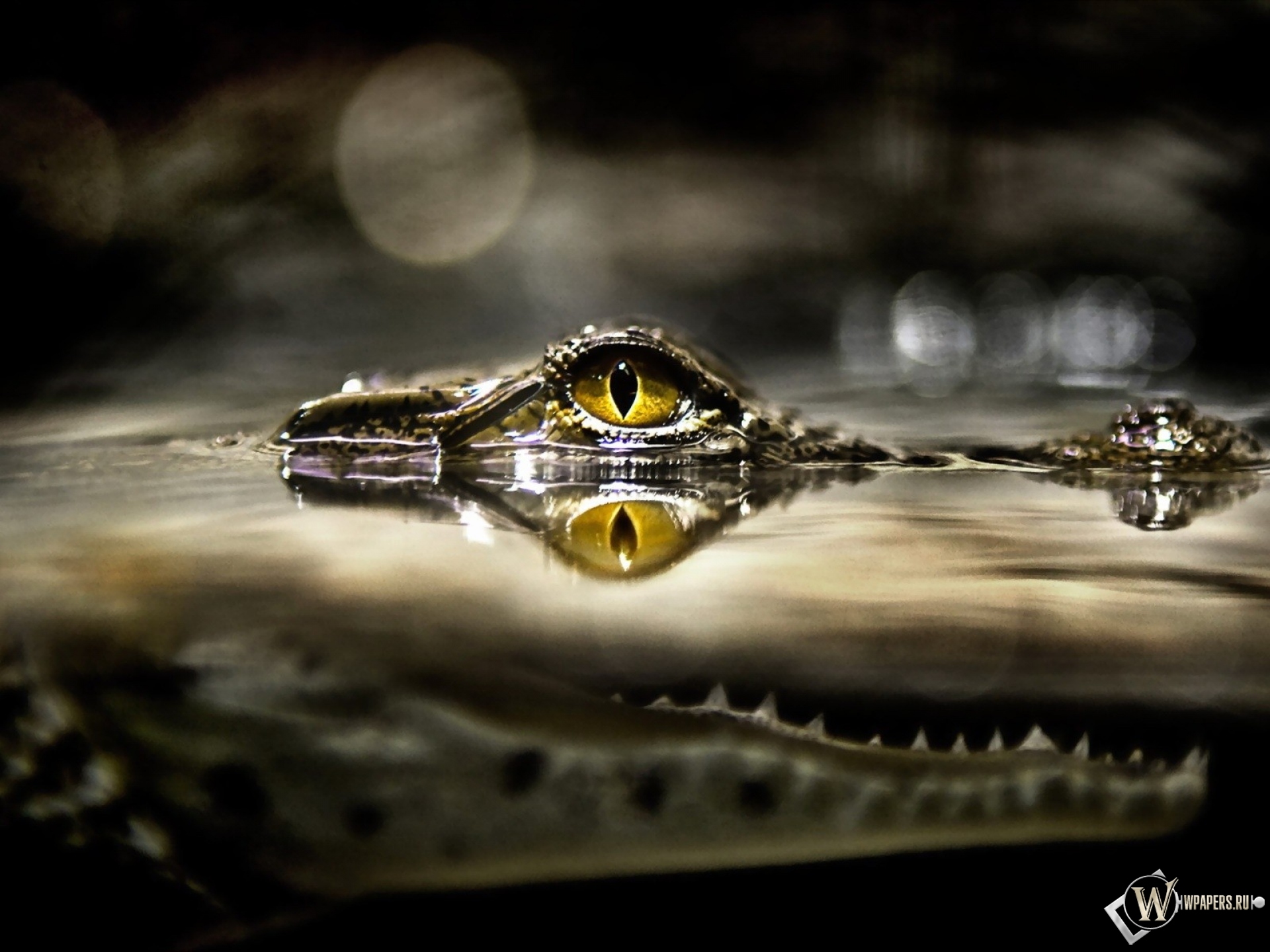 Глаз крокодила 1920x1440