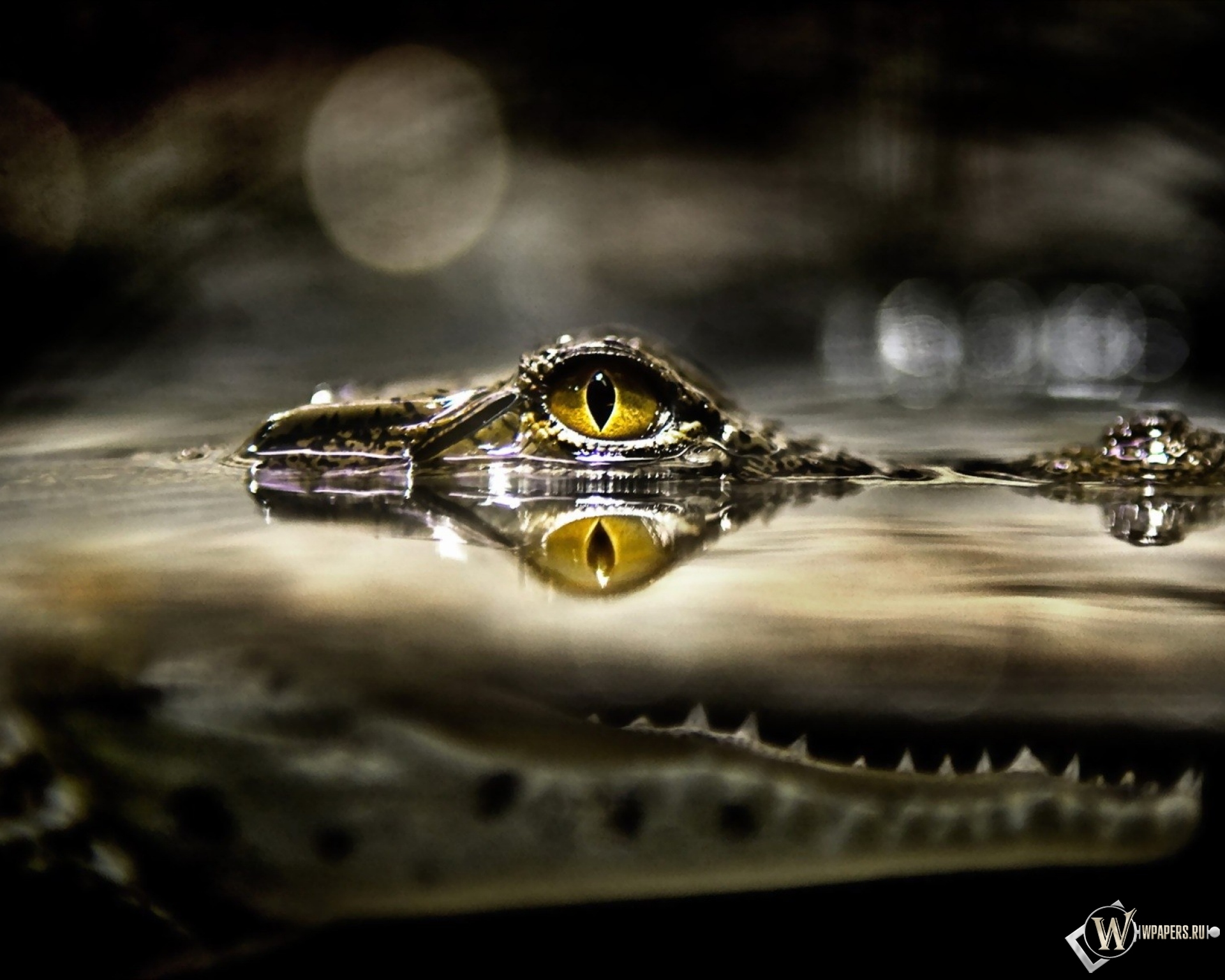 Глаз крокодила 1920x1536