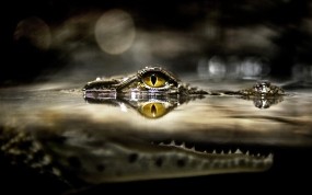 Обои Глаз крокодила: Глаз, Под водой, Крокодил, Крокодилы