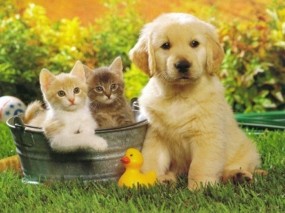 Обои Cобака и 2 кота: Щенок, Котята, Собака, Утка, Собаки