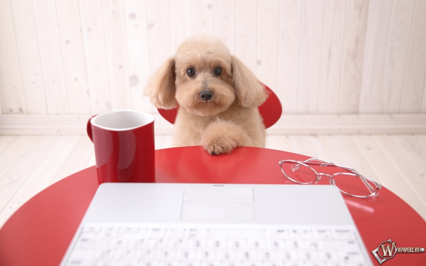 Собака с ноутбуком 1440x900