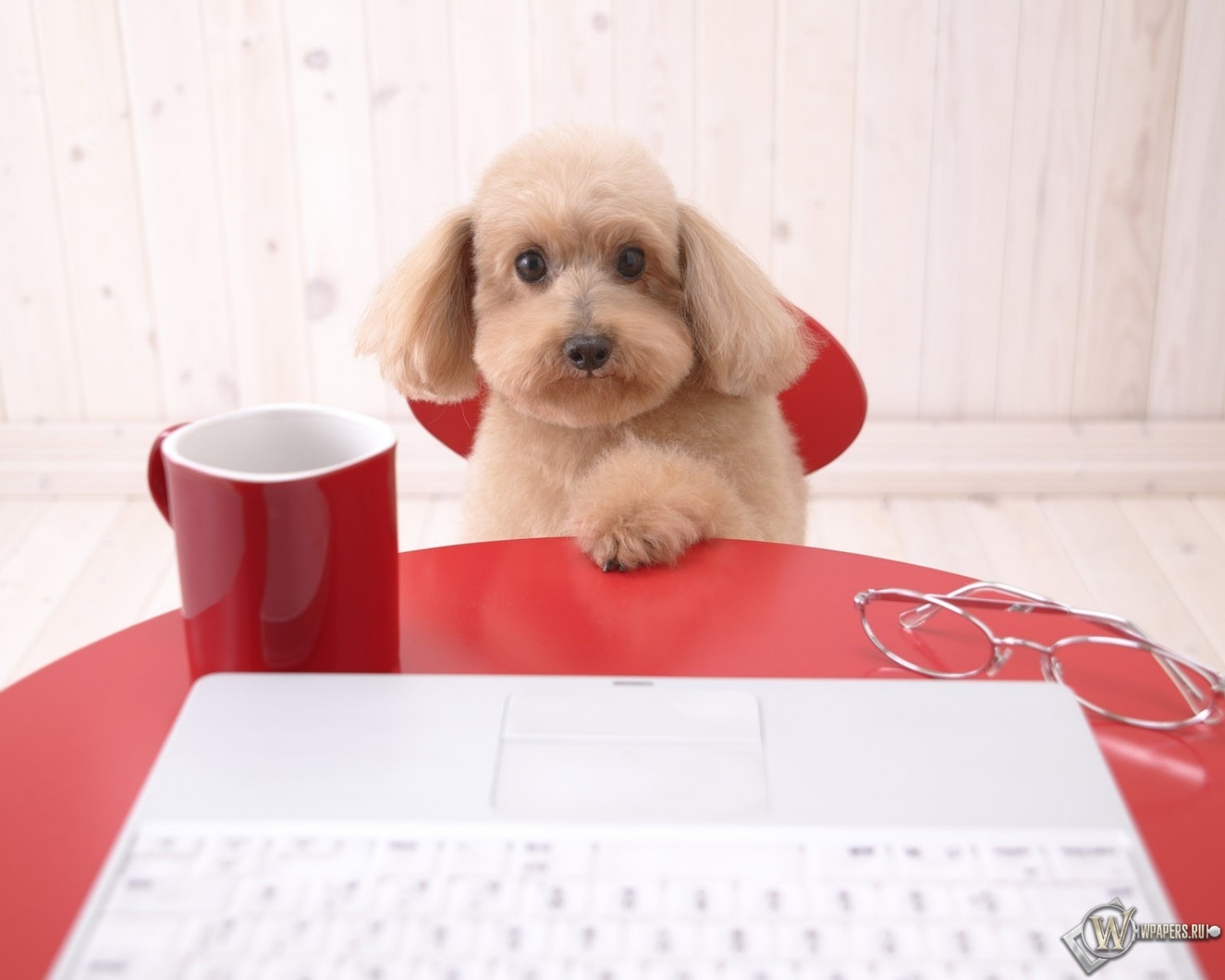 Собака с ноутбуком 1600x1280