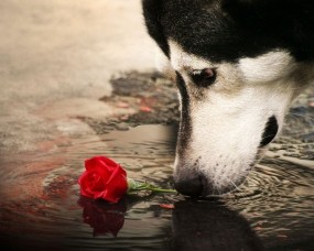 Обои Собака с розой: Роза, Собака, Хаски, Собаки