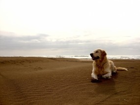 Обои Лабрадор на песке: Пляж, Песок, Небо, Лабрадор, Собака, Собаки