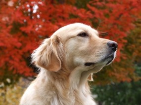 Обои Золотистый ретривер: Осень, Собака, Собаки
