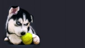 Обои Хаски с теннисным мячом: Щенок, Мяч, Хаски, Собаки