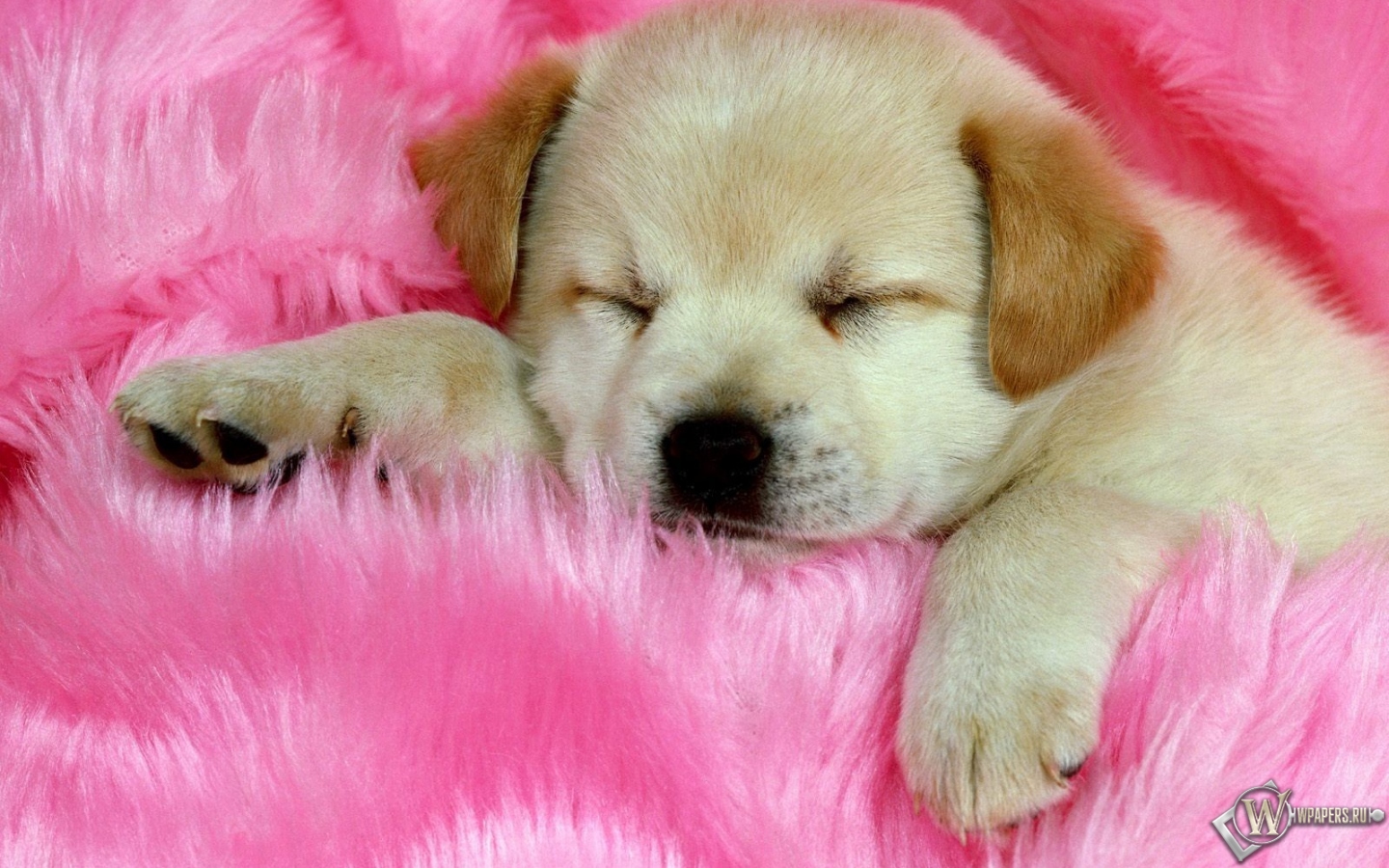 Спящий щенок 1440x900