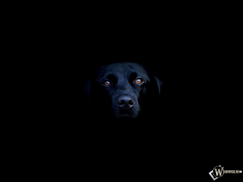 Чёрная собака 1024x768