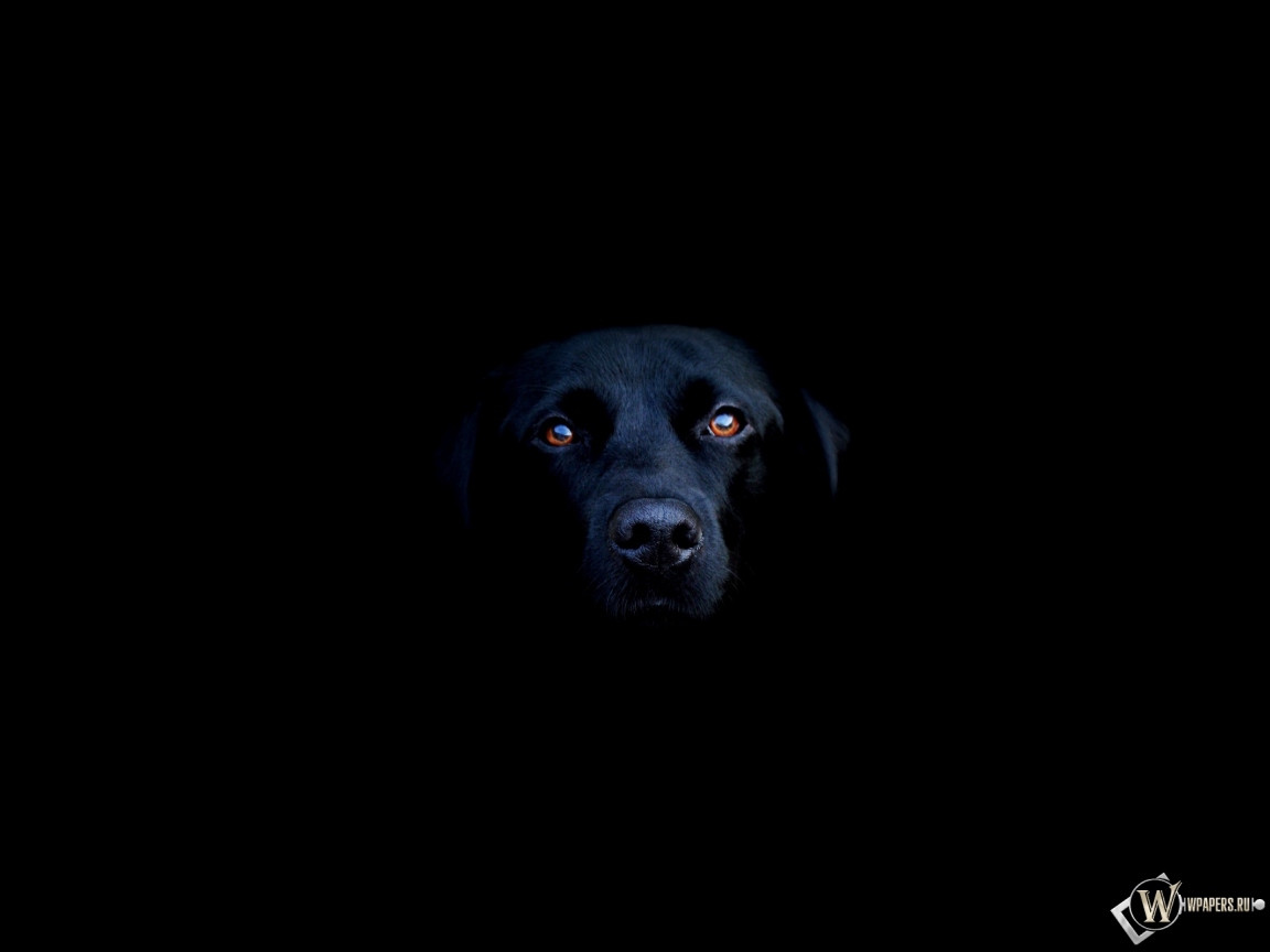 Чёрная собака 1152x864