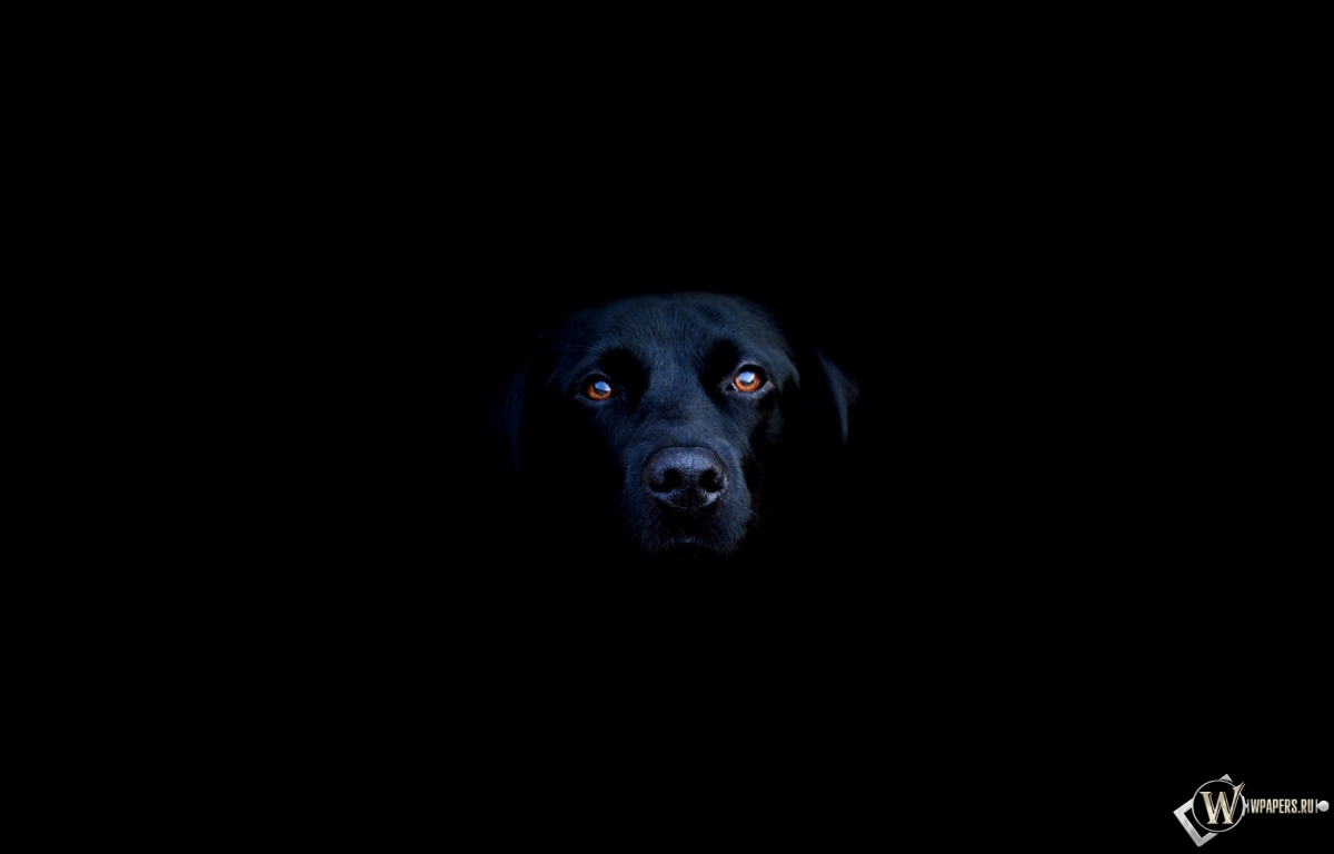 Чёрная собака 1200x768