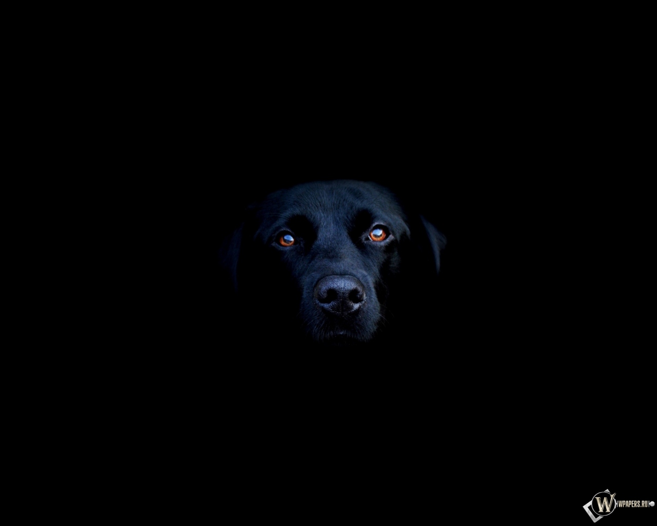 Чёрная собака 1280x1024