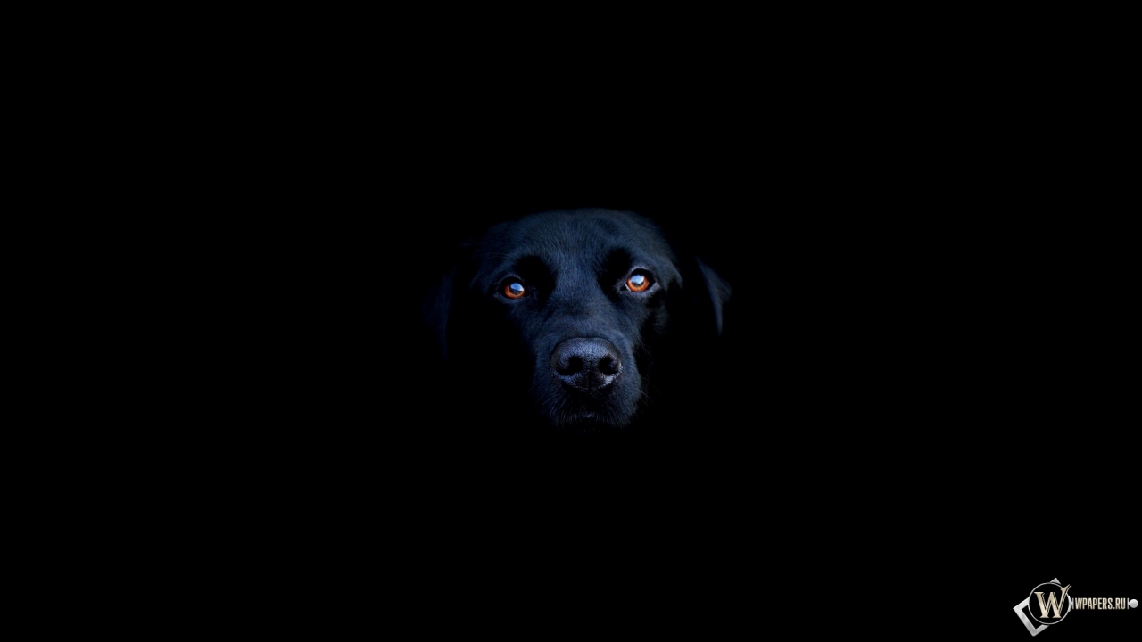 Чёрная собака 1280x720