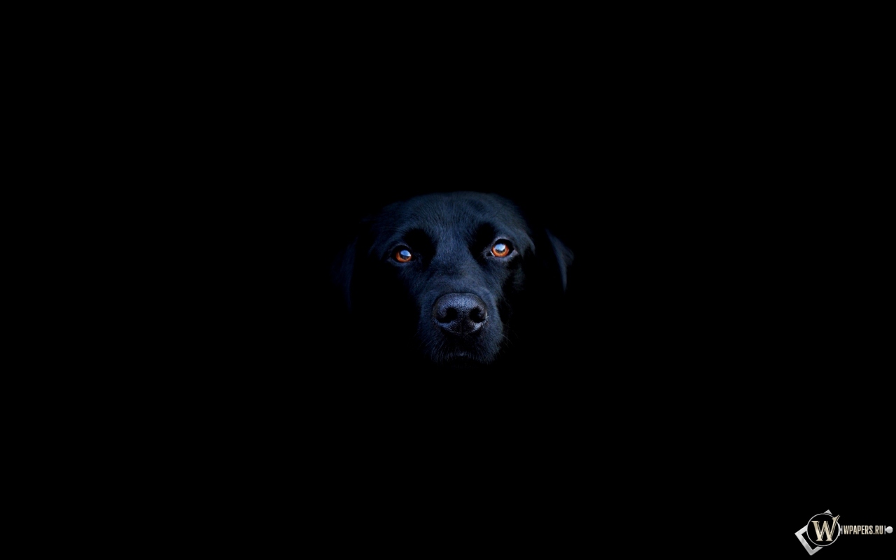 Чёрная собака 1280x800
