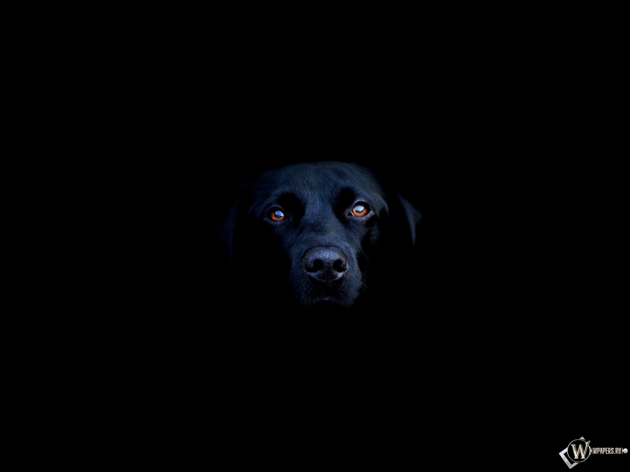Чёрная собака 1280x960