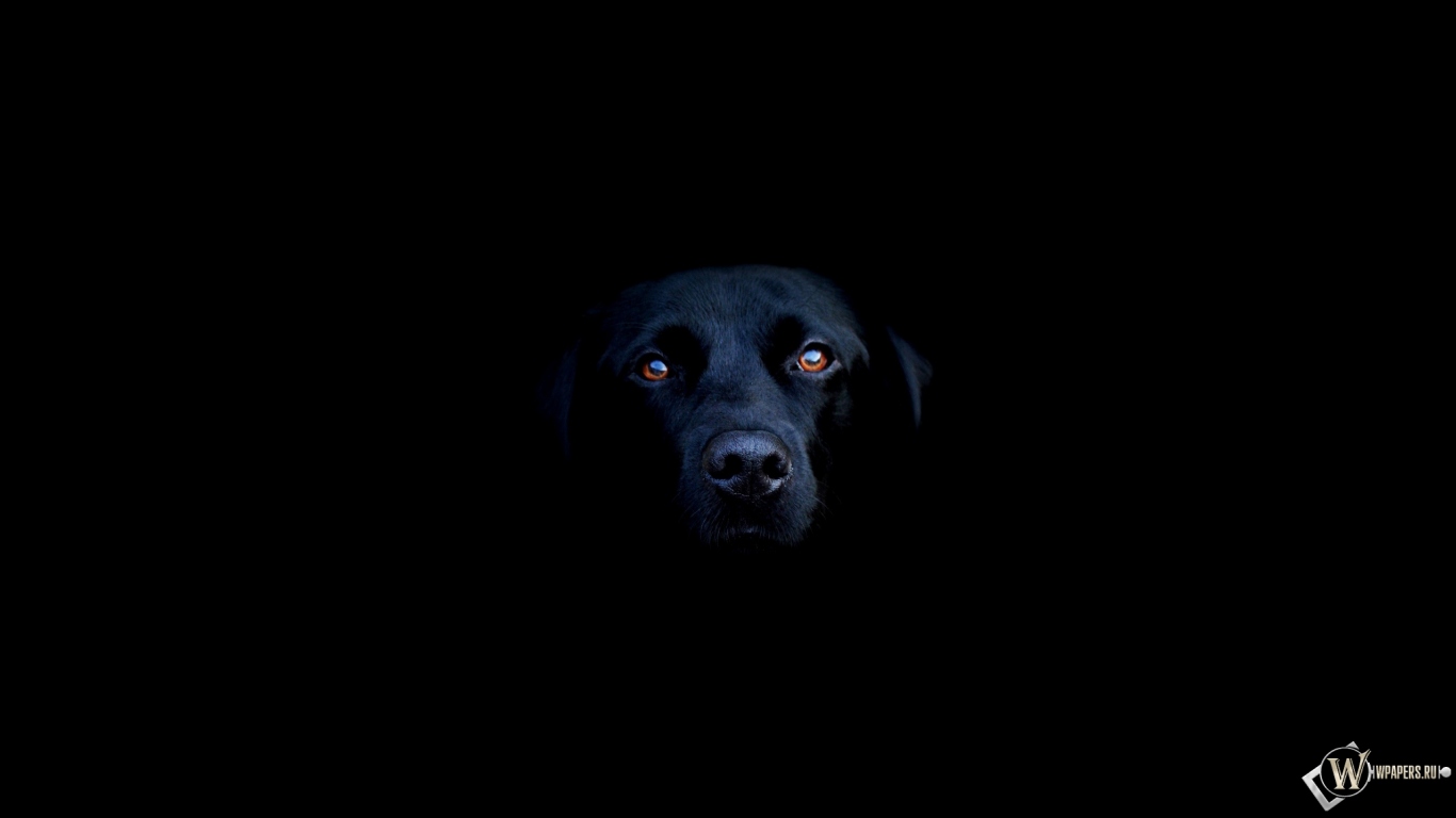 Чёрная собака 1366x768
