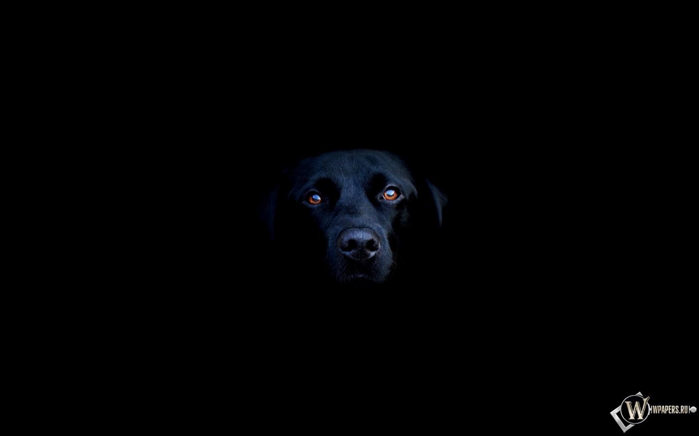 Чёрная собака 1440x900