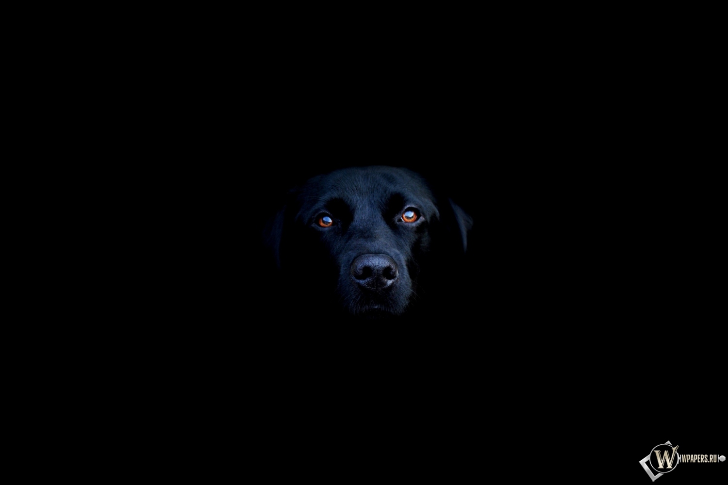 Чёрная собака 1500x1000