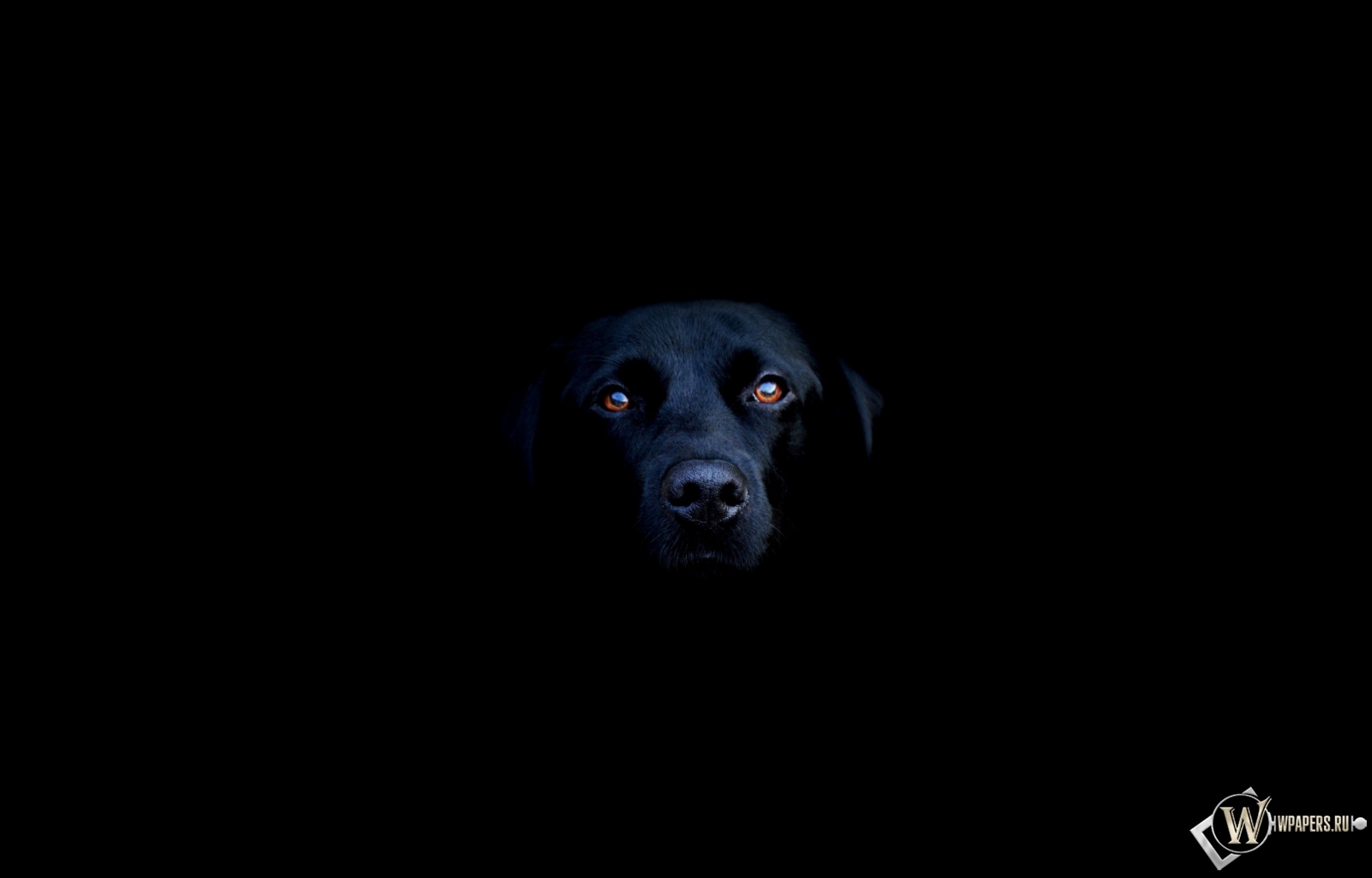 Чёрная собака 1600x1024