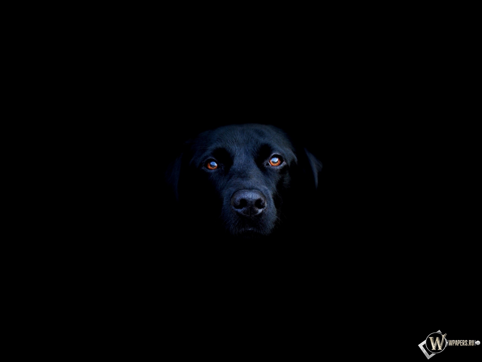Чёрная собака 1600x1200