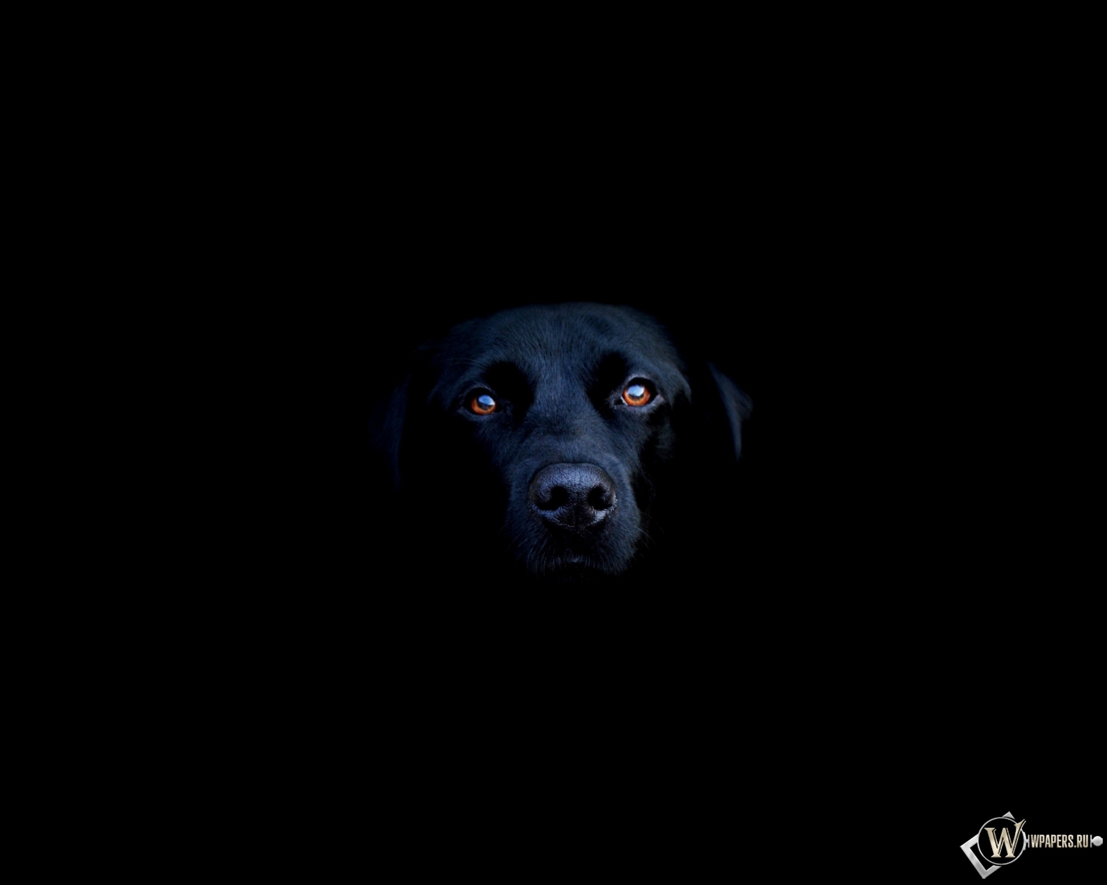 Чёрная собака 1600x1280