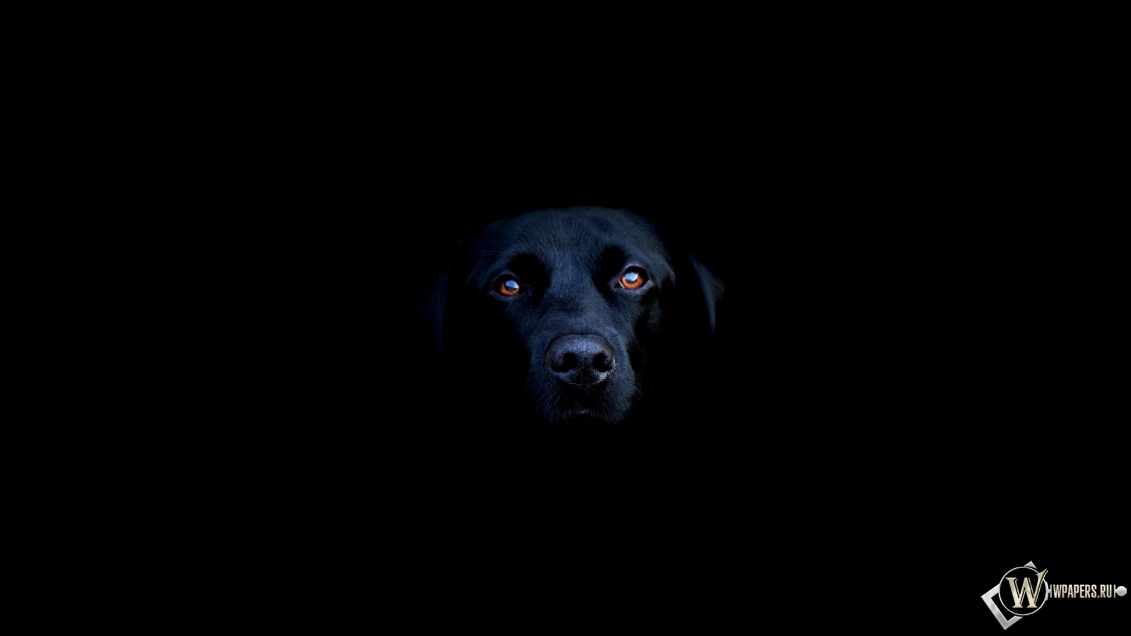 Чёрная собака 1600x900