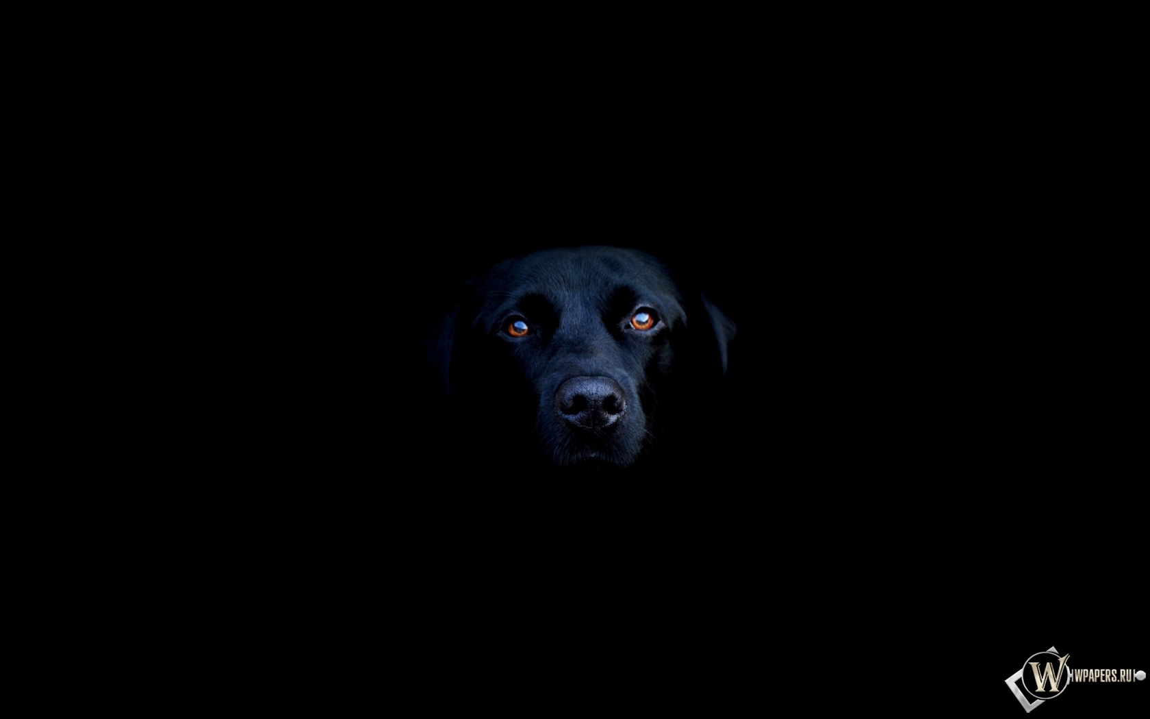 Чёрная собака 1680x1050