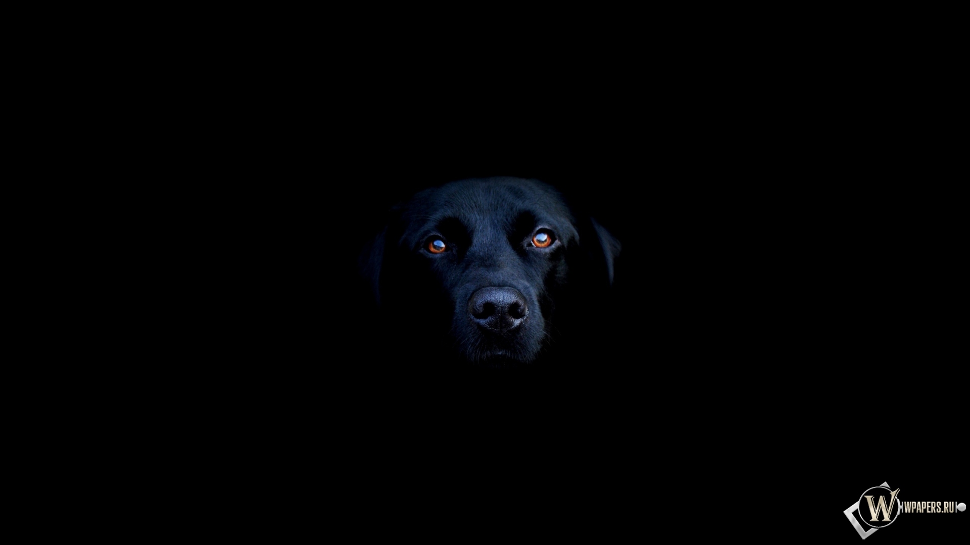 Чёрная собака 1920x1080