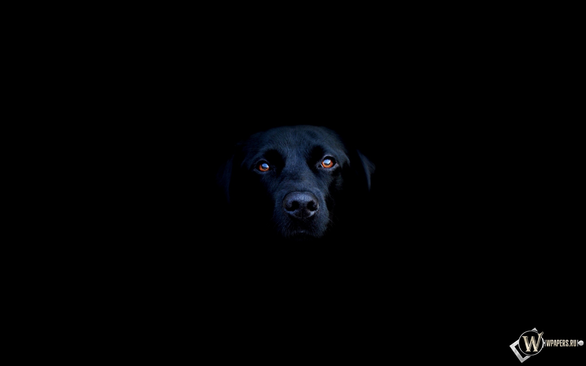 Чёрная собака 1920x1200