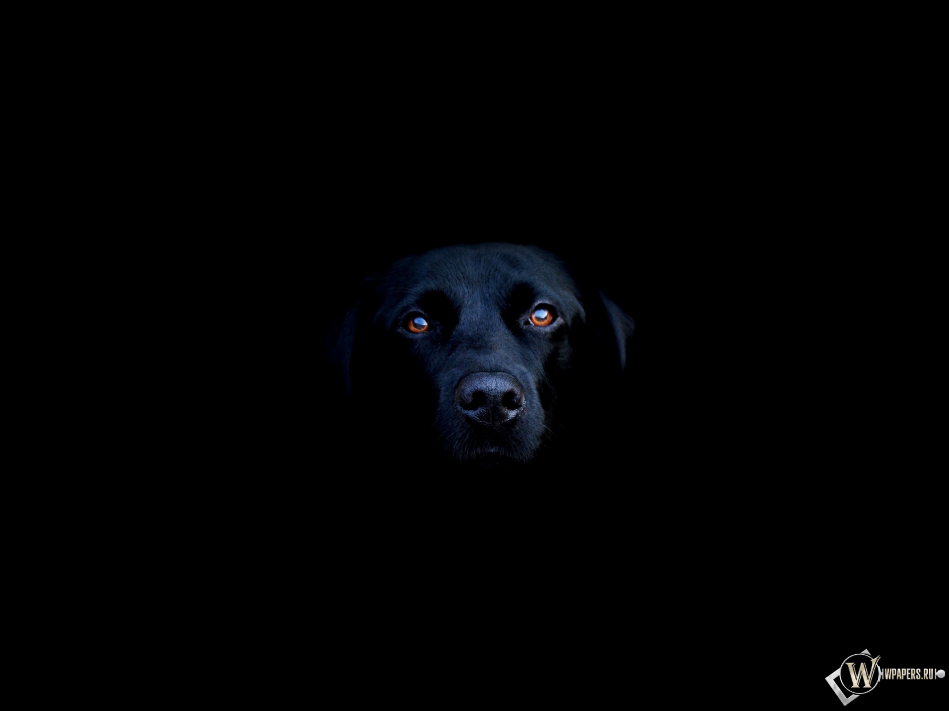 Чёрная собака 1920x1440