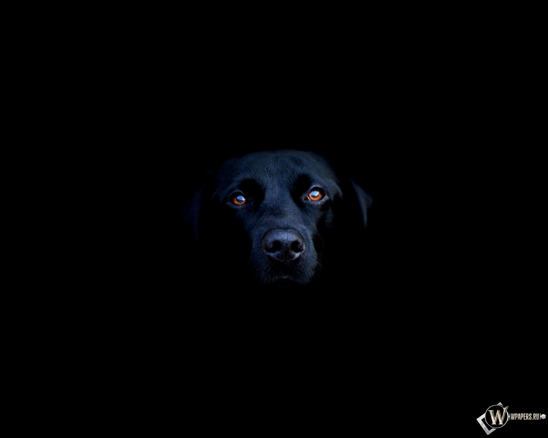 Чёрная собака 1920x1536