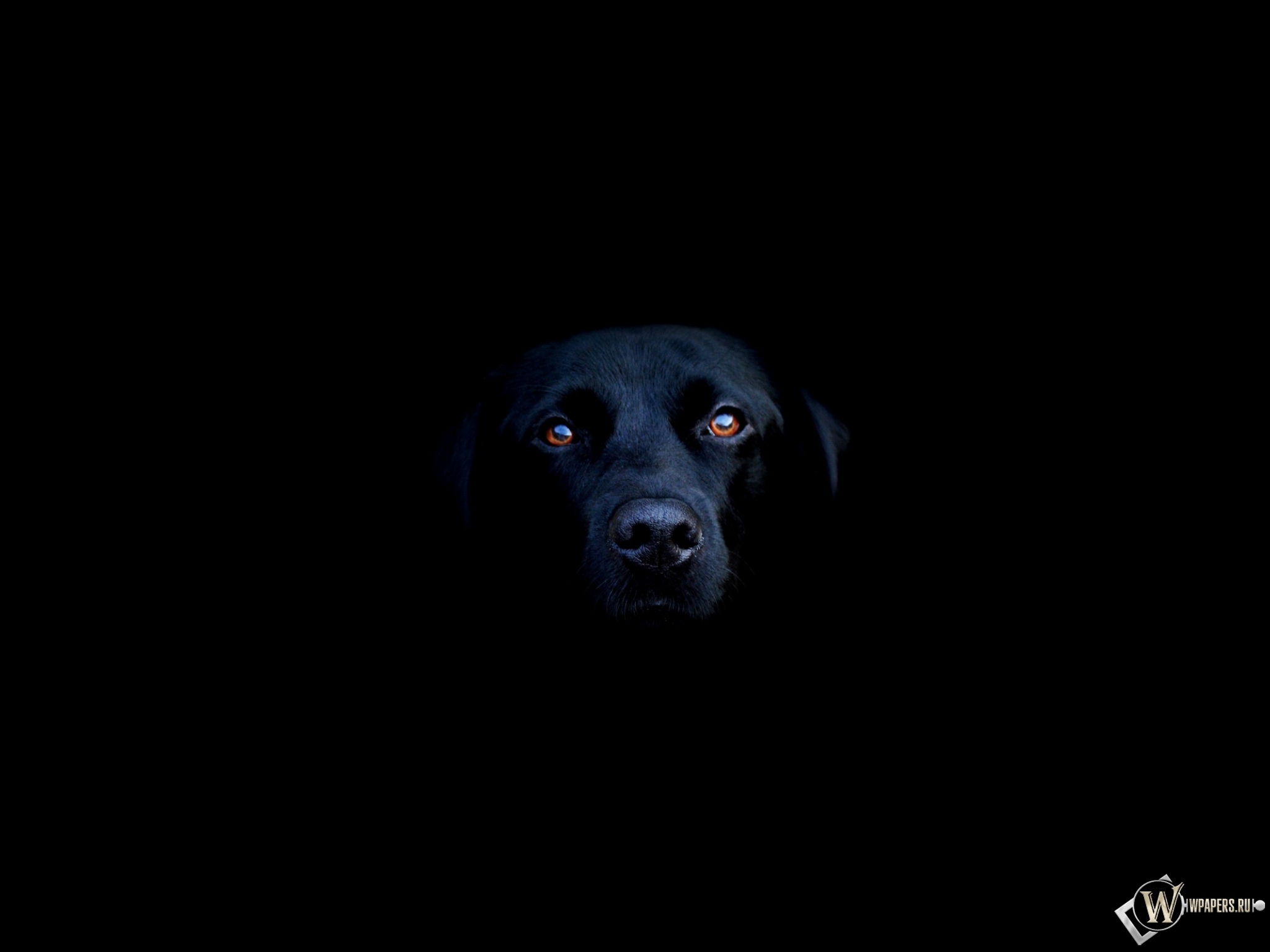 Чёрная собака 2048x1536