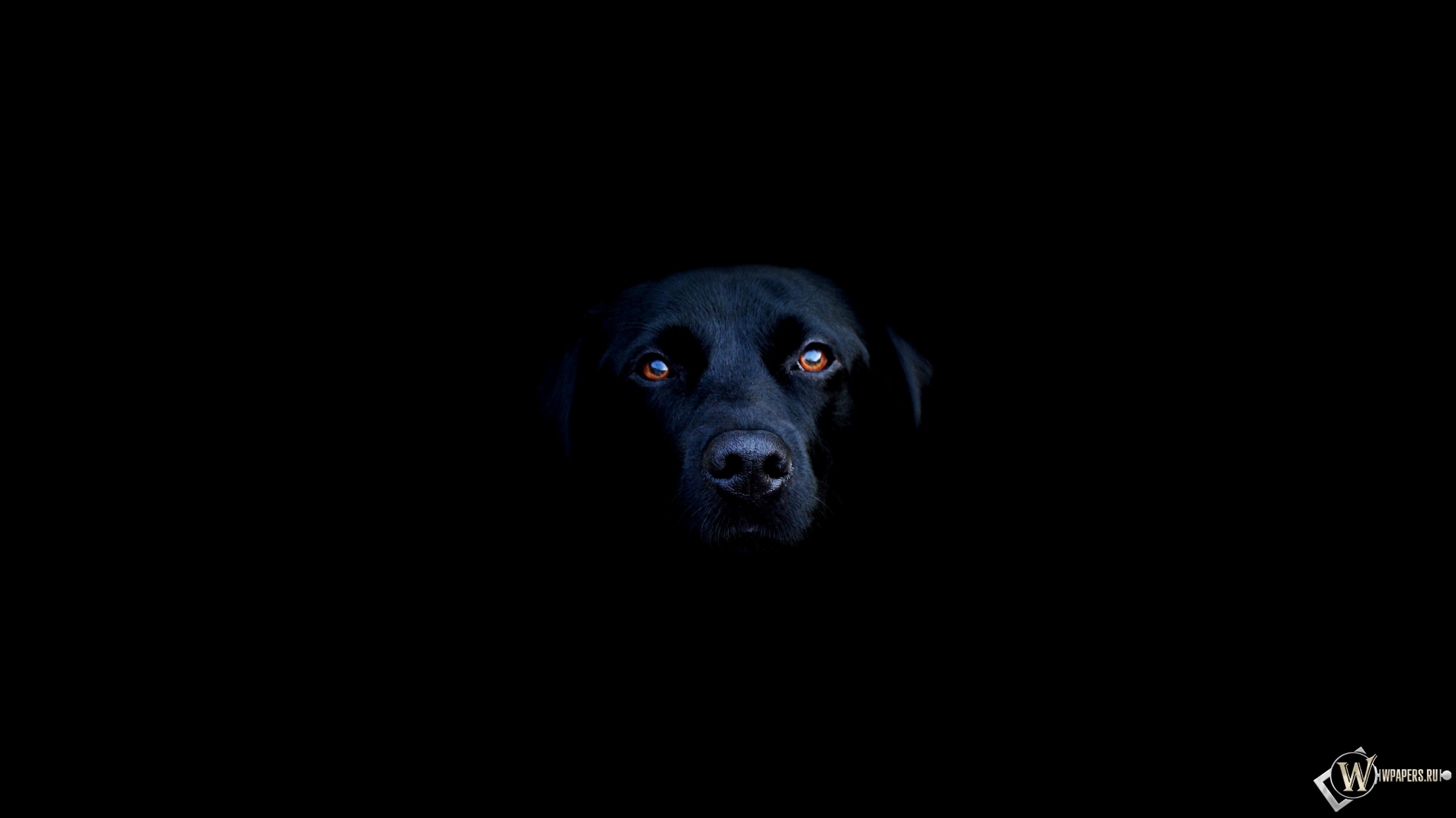 Чёрная собака 2560x1440