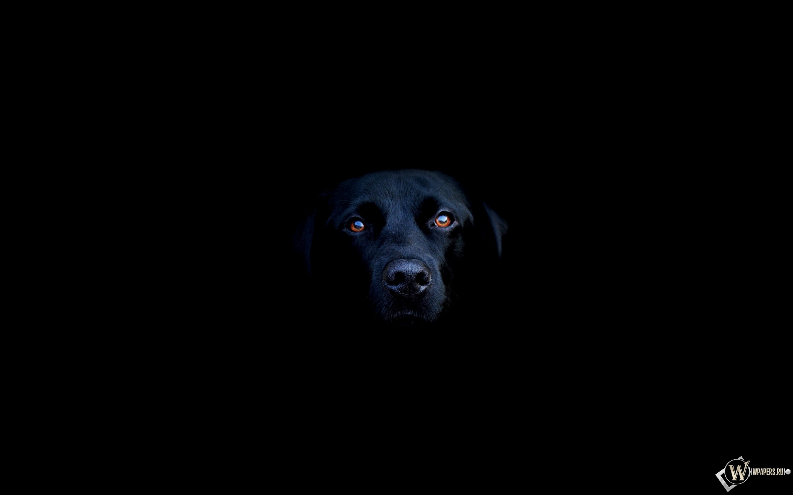 Чёрная собака 2560x1600