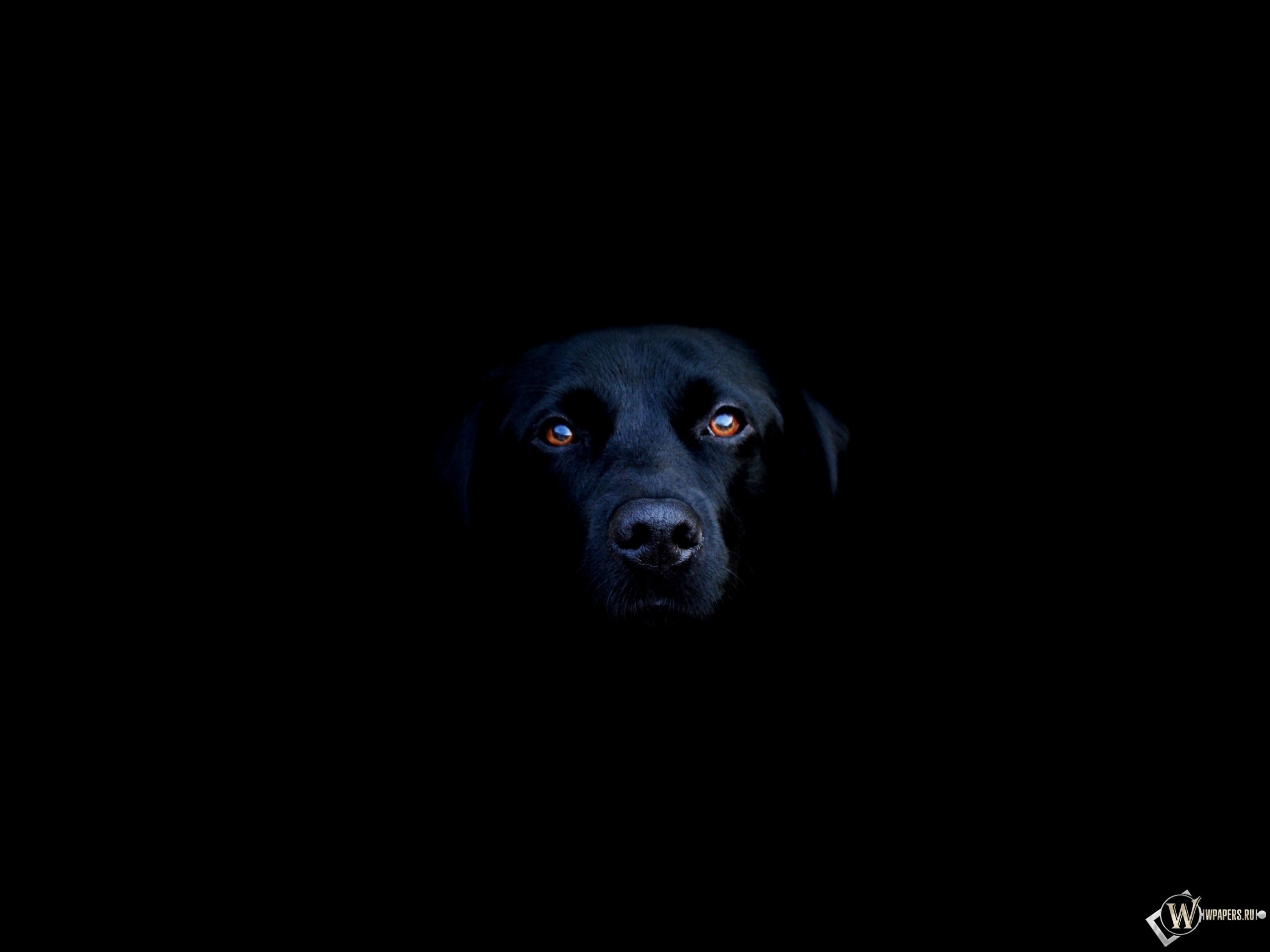 Чёрная собака 2560x1920