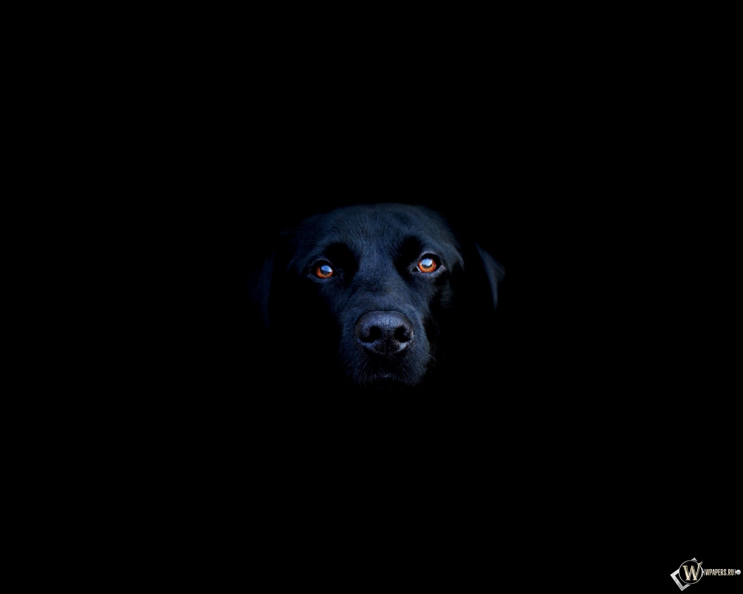 Чёрная собака 2560x2048
