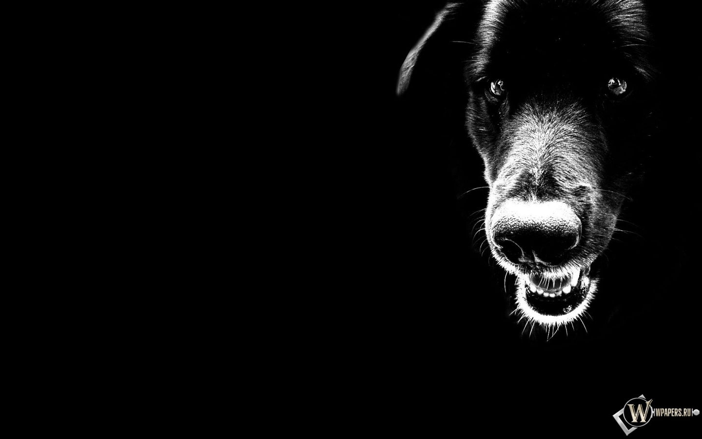 Чёрный пёс 1440x900